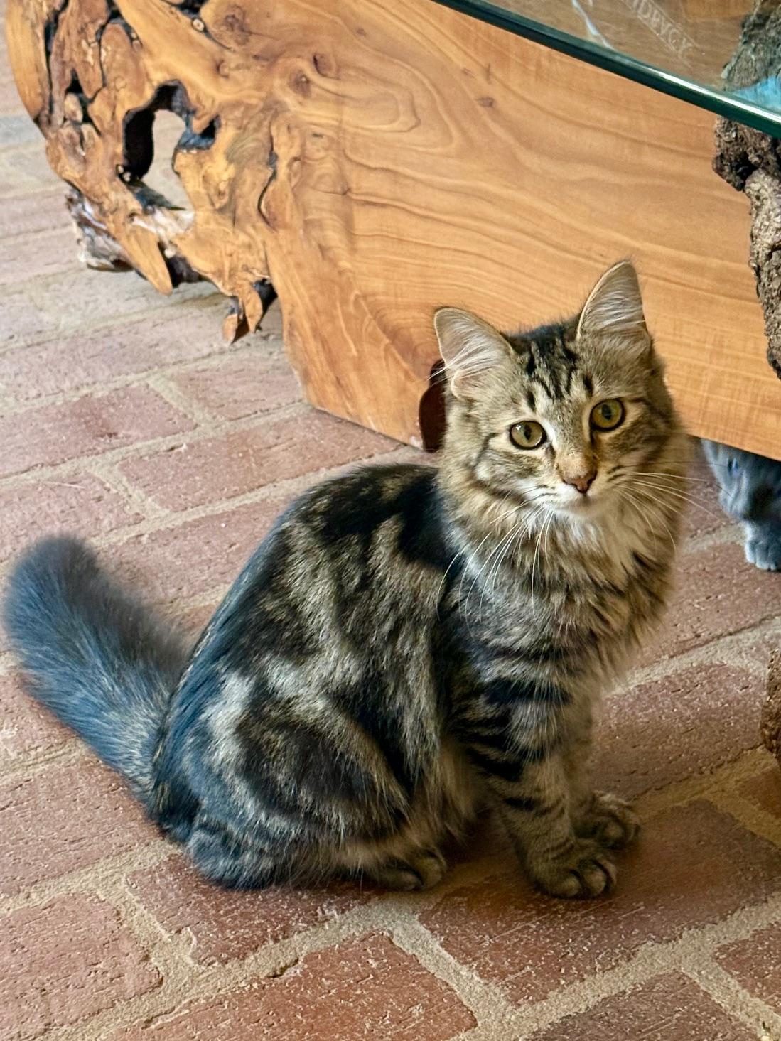 Jammy, Adoptable, Kitten Male Maine Coon & Domestic Long Hair.