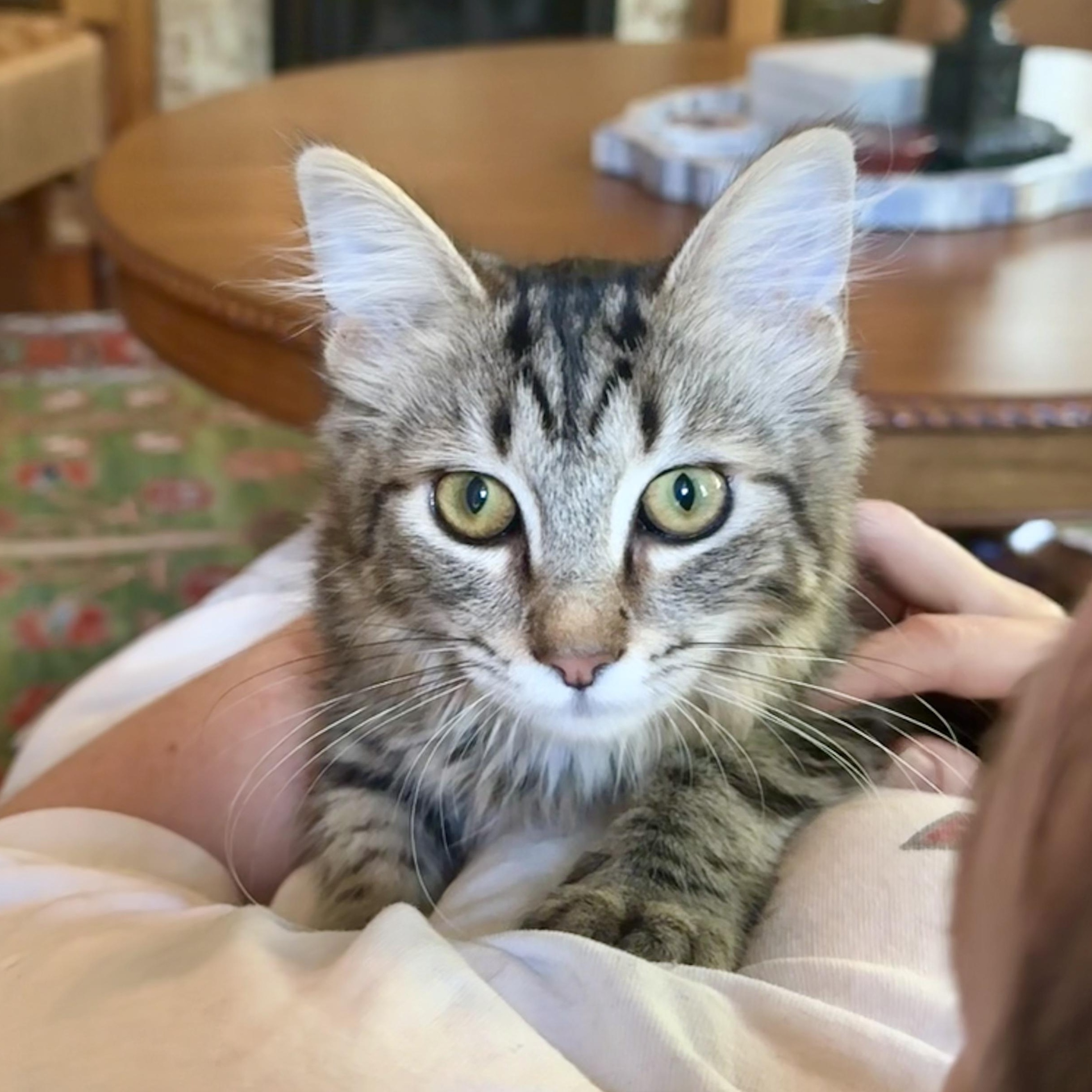 Jammy, a Adoptable mixed breed image 4/5