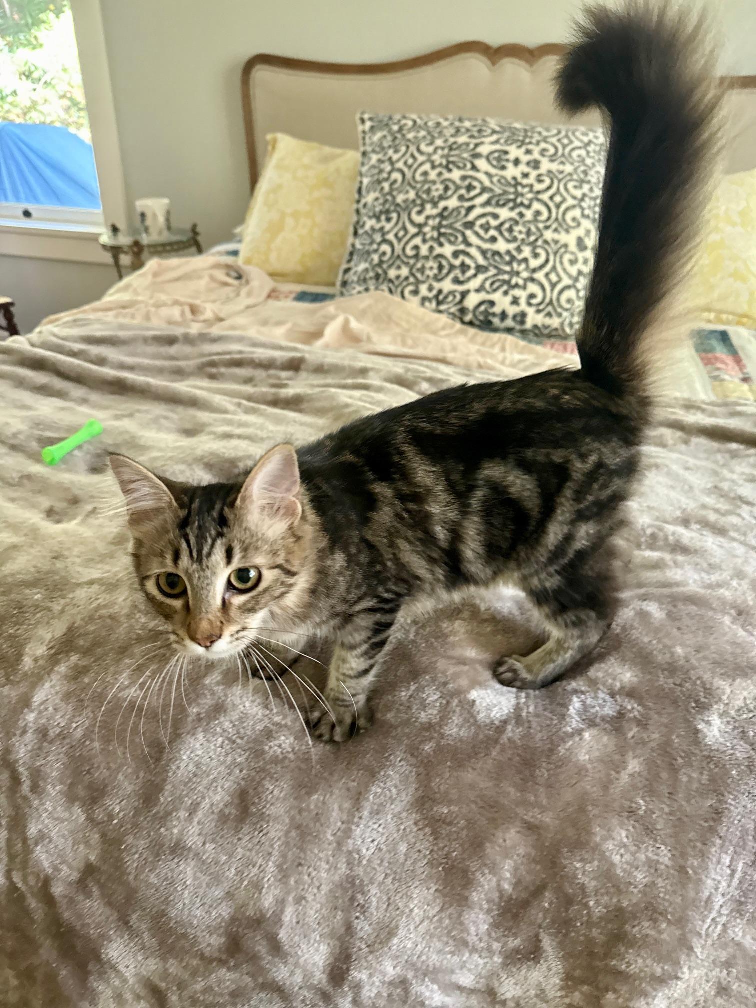 Jammy, a Adoptable mixed breed image 5/5