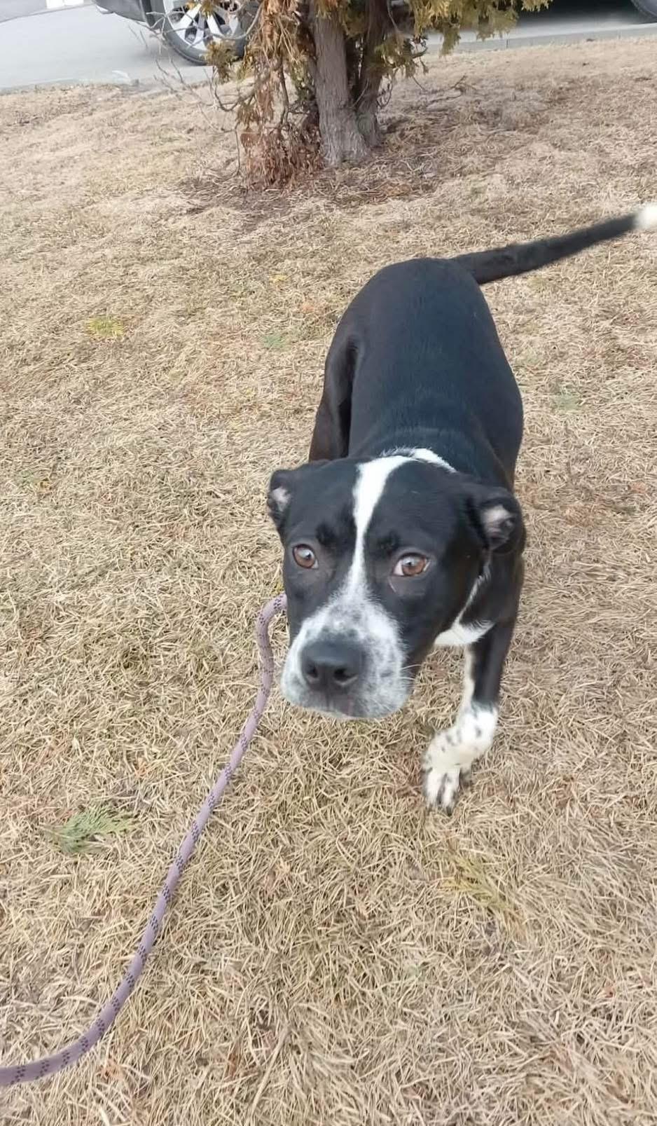 Domino, ADOPTABLE, Puppy Male Labrador Retriever.