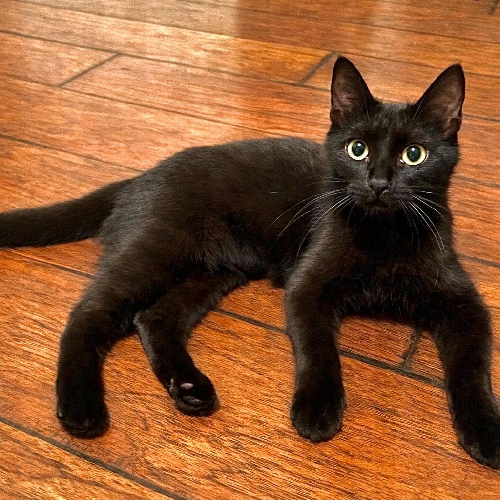 Roxie, a Adoptable Domestic Short Hair in Houston, TX image 1/2