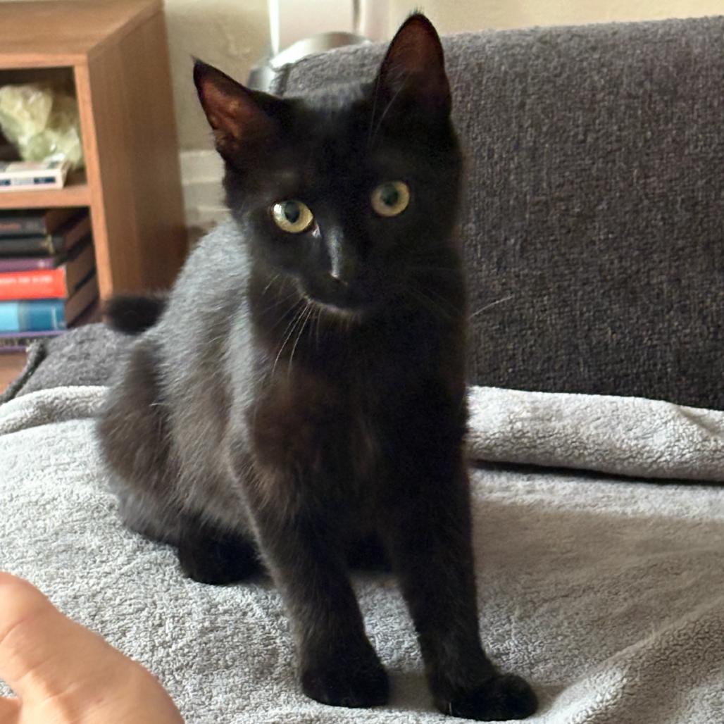 Roxie, a Adoptable Domestic Short Hair in Houston, TX image 2/2