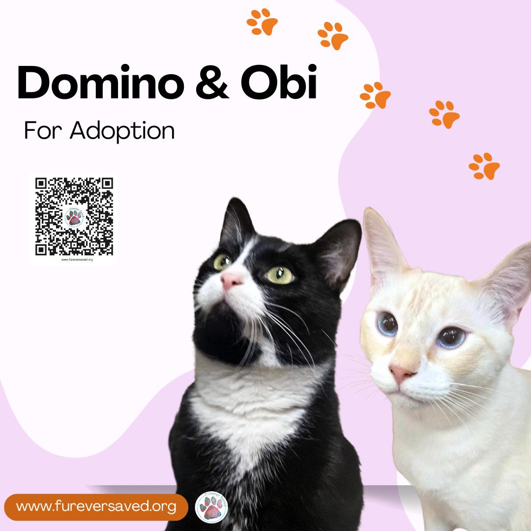 Domino & Obie