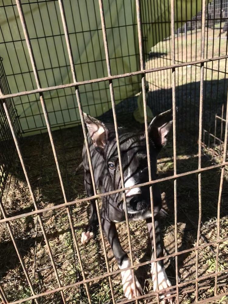Selene, a Adopted Pit Bull Terrier in Crystal Springs, MS image 1/2
