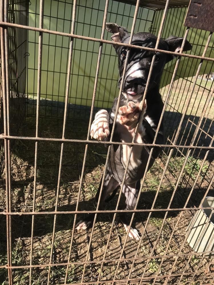 Selene, a Adopted Pit Bull Terrier in Crystal Springs, MS image 2/2