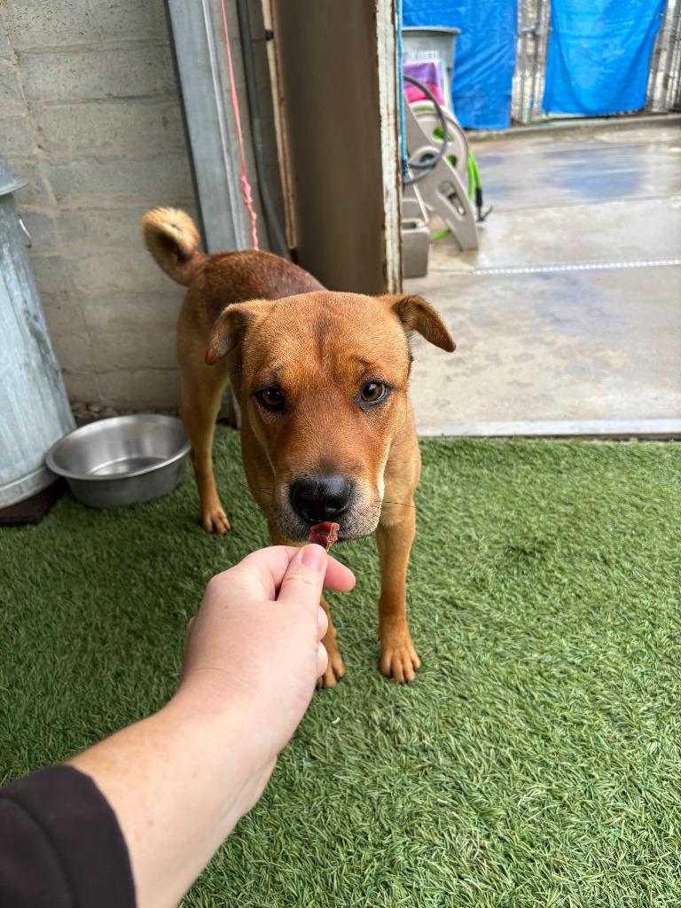 Enlarge Mocha, a Adoptable mixed breed in Newman, CA image 1/6