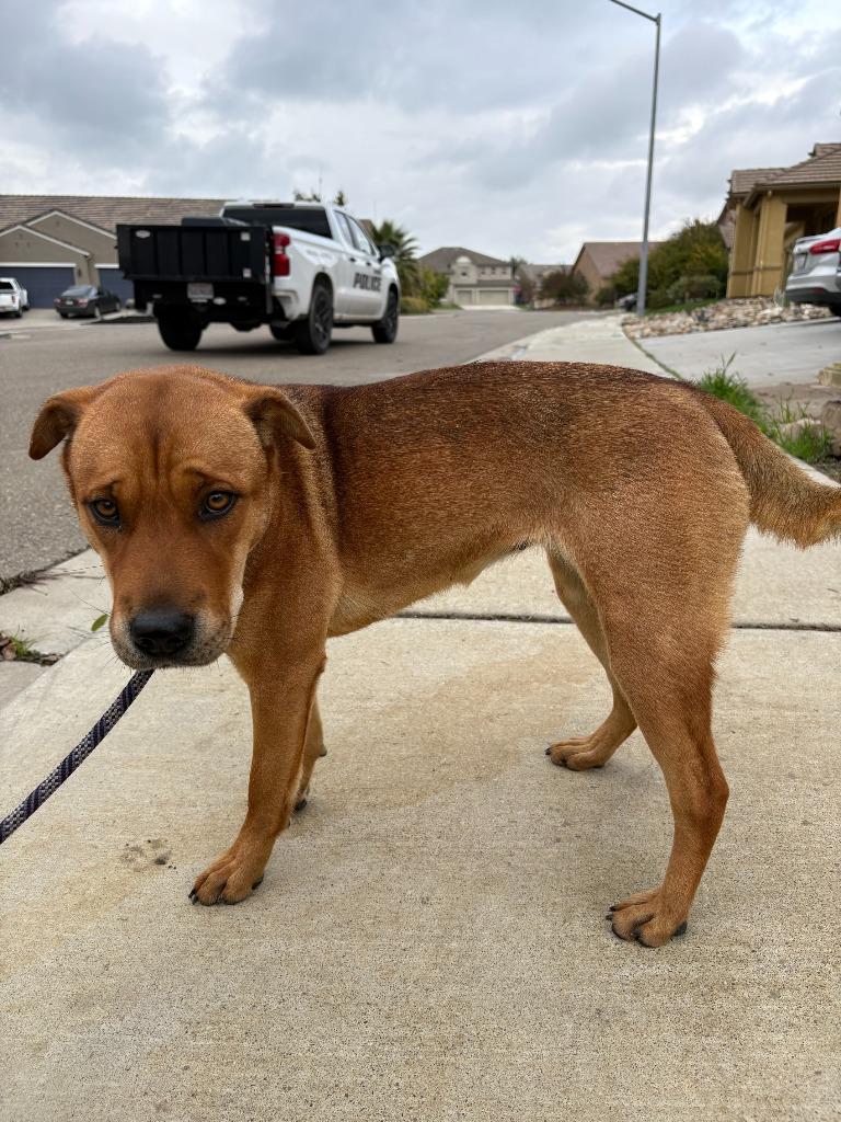 Enlarge Mocha, a Adoptable mixed breed in Newman, CA image 2/6