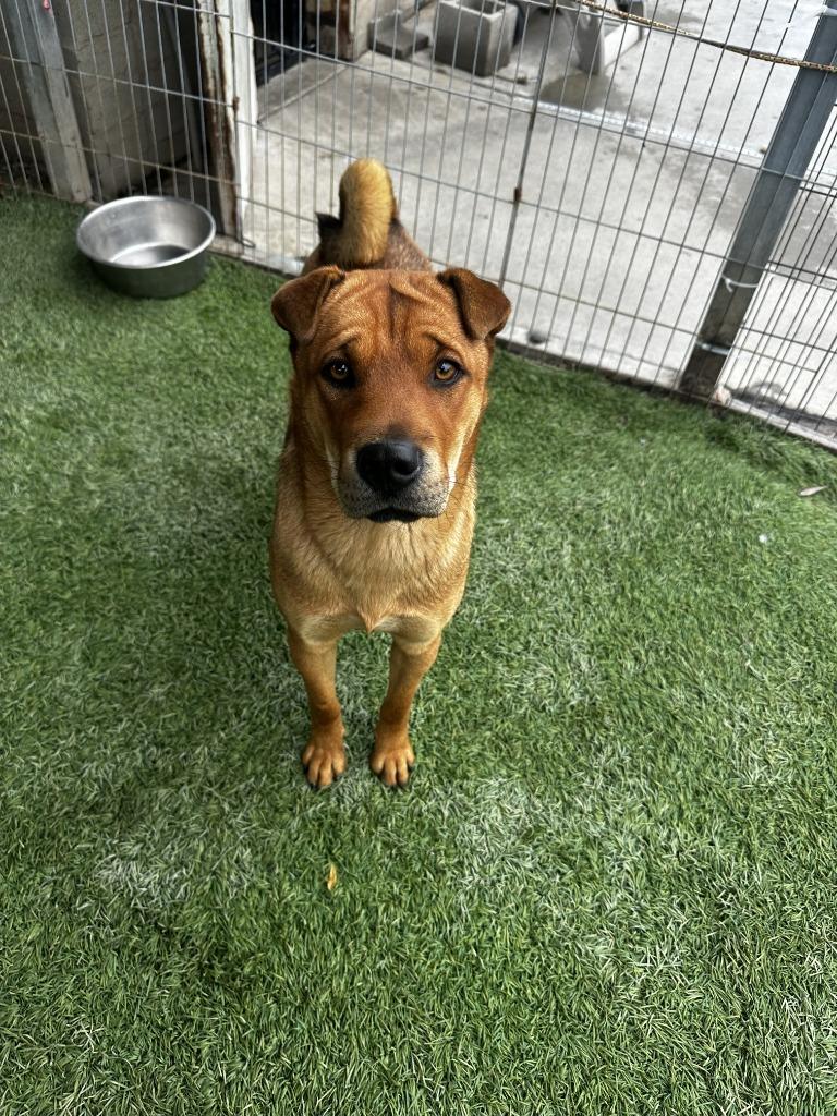 Enlarge Mocha, a Adoptable mixed breed in Newman, CA image 3/6