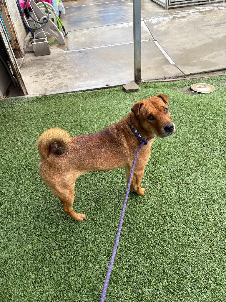 Enlarge Mocha, a Adoptable mixed breed in Newman, CA image 5/6