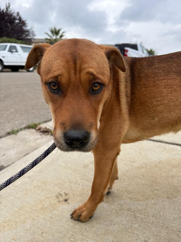 Enlarge Mocha, a Adoptable mixed breed in Newman, CA image 6/6