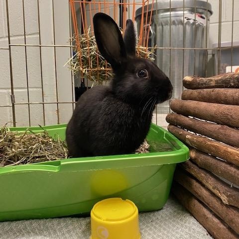 Enlarge Hoppette, a ADOPTABLE mixed breed in Port Perry, ON image 1/1