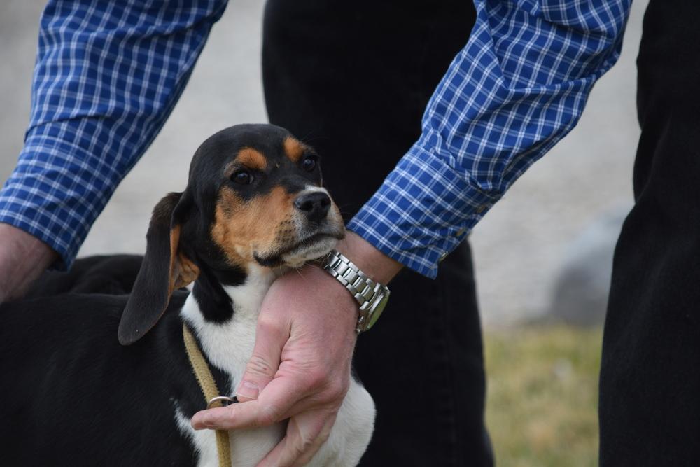 Tweetle, Adoptable, Puppy Male Hound.