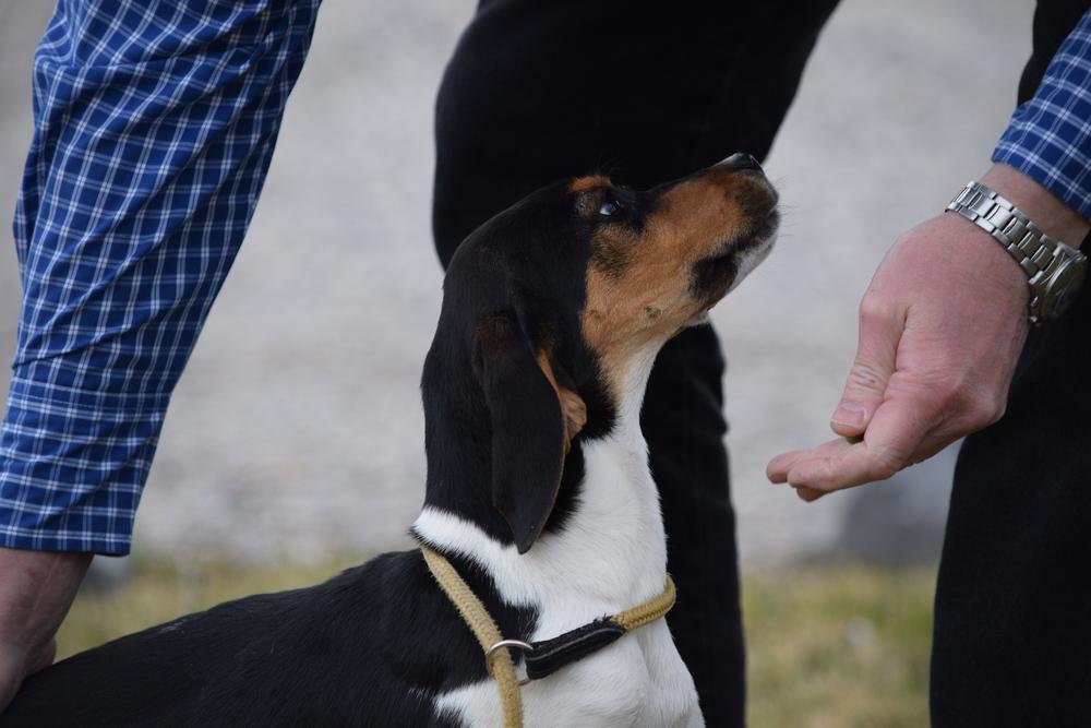 Enlarge Tweetle, a Adoptable mixed breed in Salmon, ID image 2/2