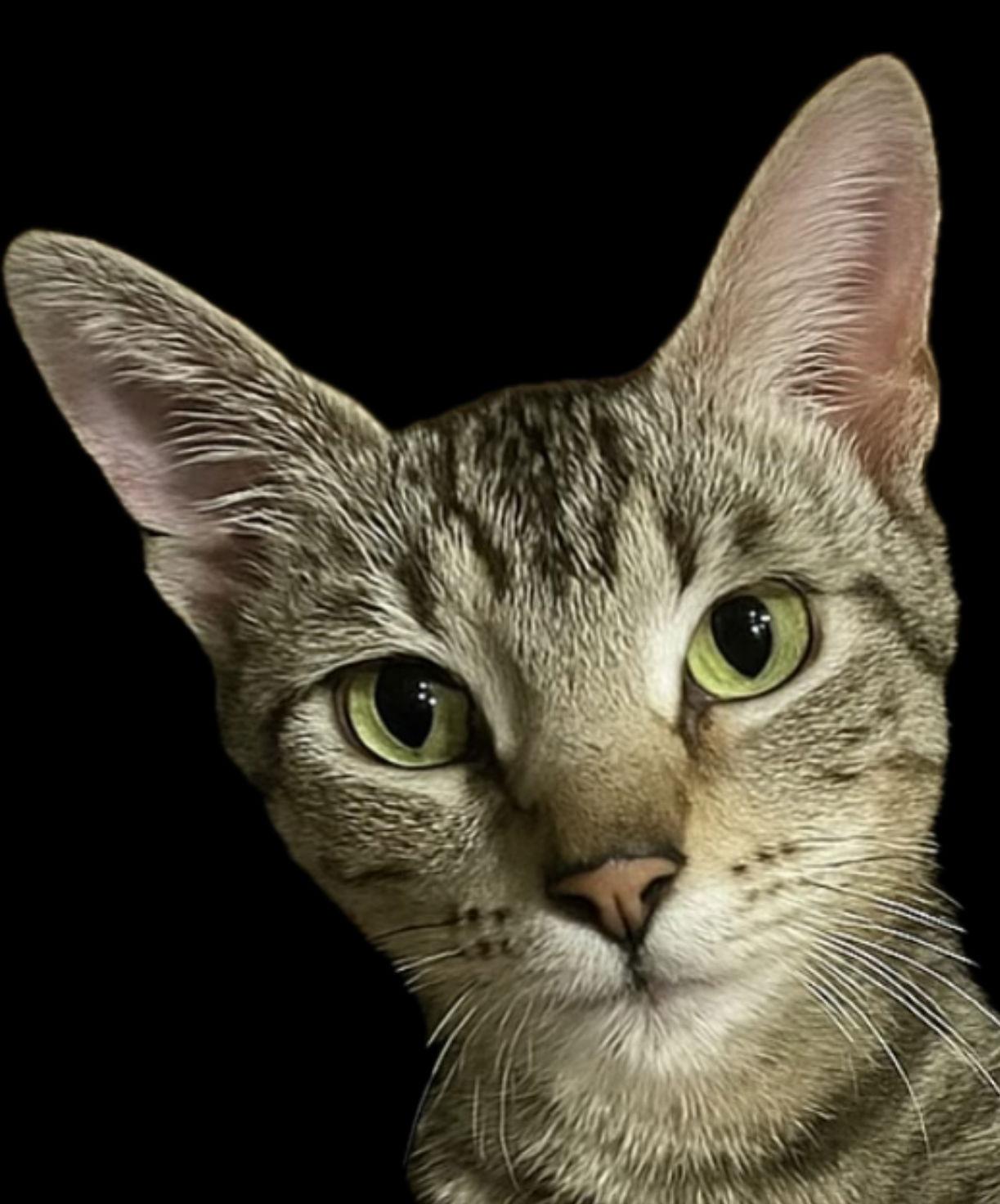 Katniss Everbean, Adoptable, Adult Female Domestic Short Hair.