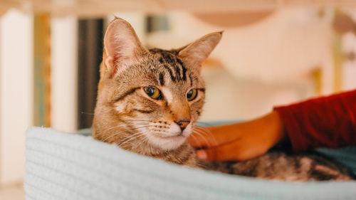 Katniss Everbean, Adoptable, Adult Female Domestic Short Hair.