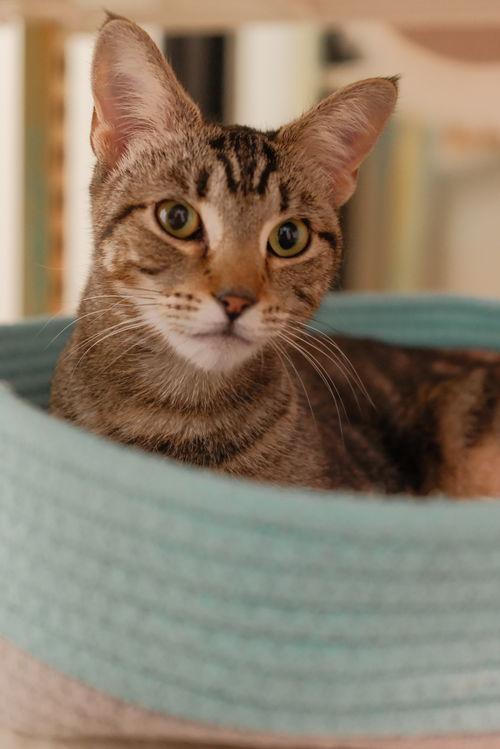 Enlarge Katniss Everbean, a Adoptable Domestic Short Hair in San Jose, CA image 2/3