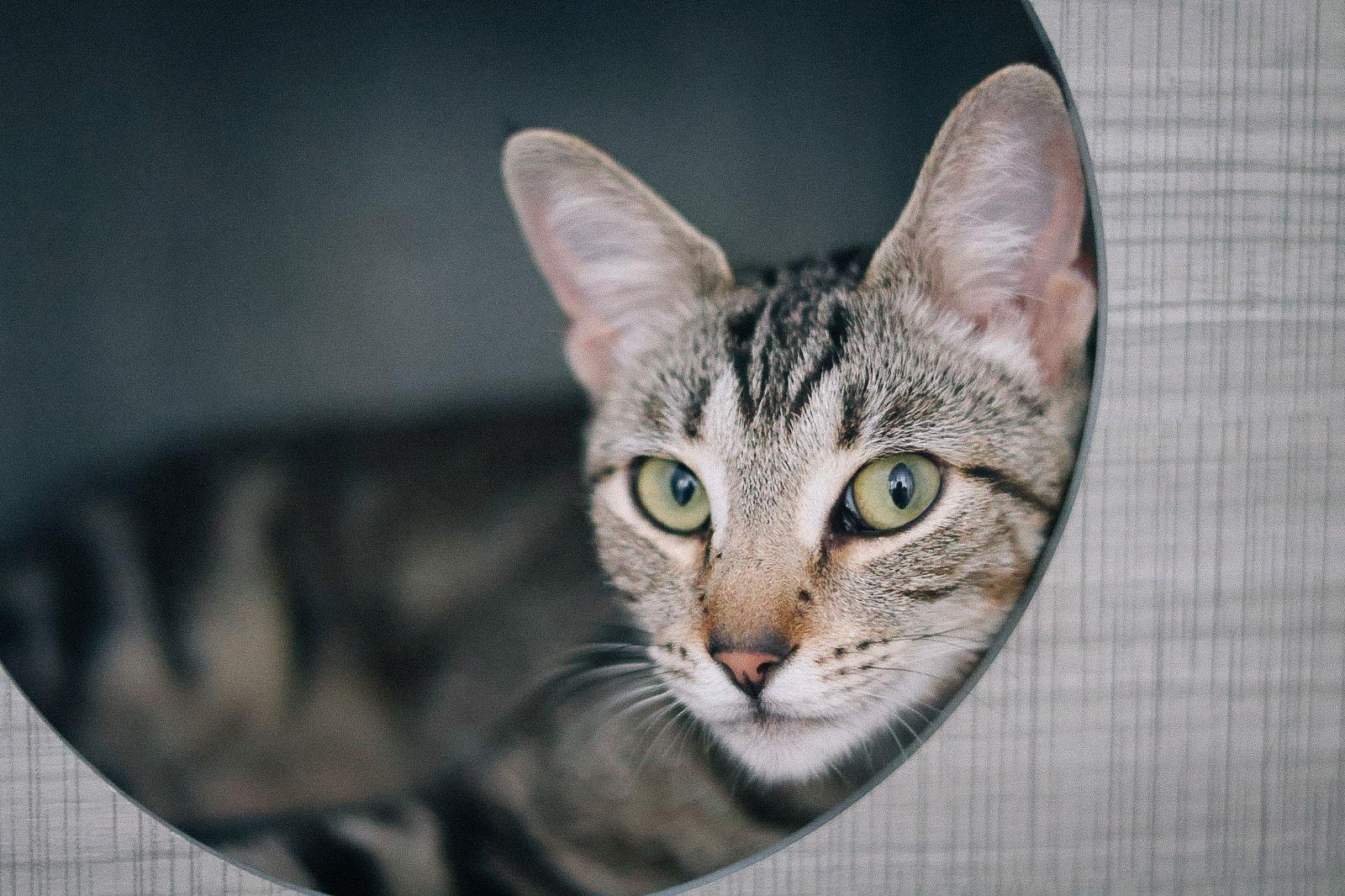 Enlarge Katniss Everbean, a Adoptable Domestic Short Hair in San Jose, CA image 2/3