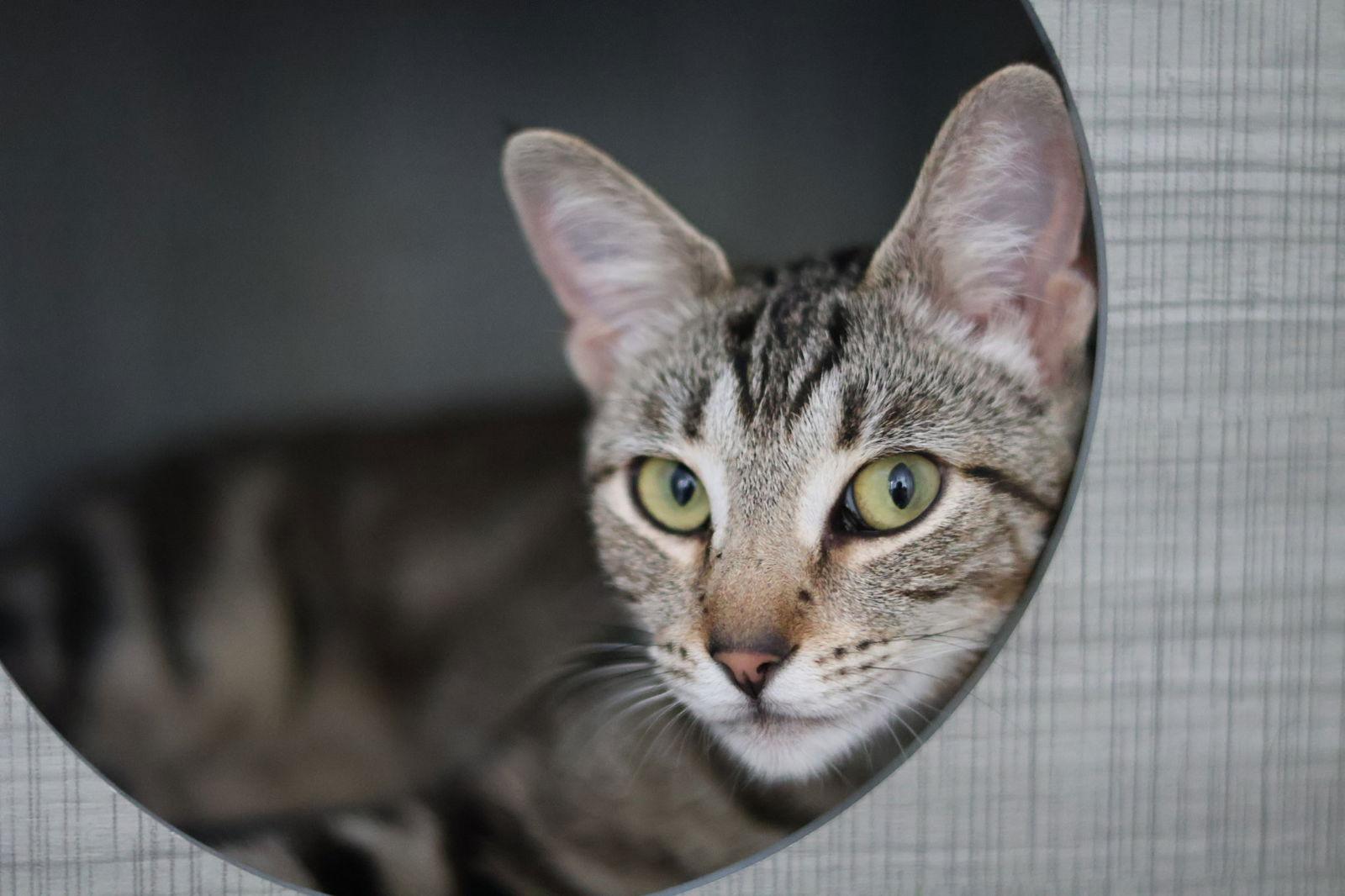 Enlarge Katniss Everbean, a Adoptable Domestic Short Hair in San Jose, CA image 3/3