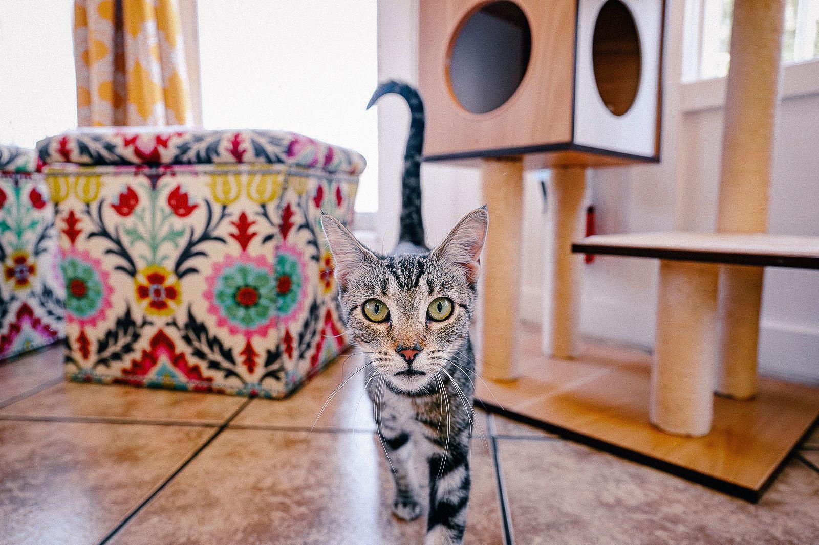 Enlarge Katniss Everbean, a Adoptable Domestic Short Hair in San Jose, CA image 3/3