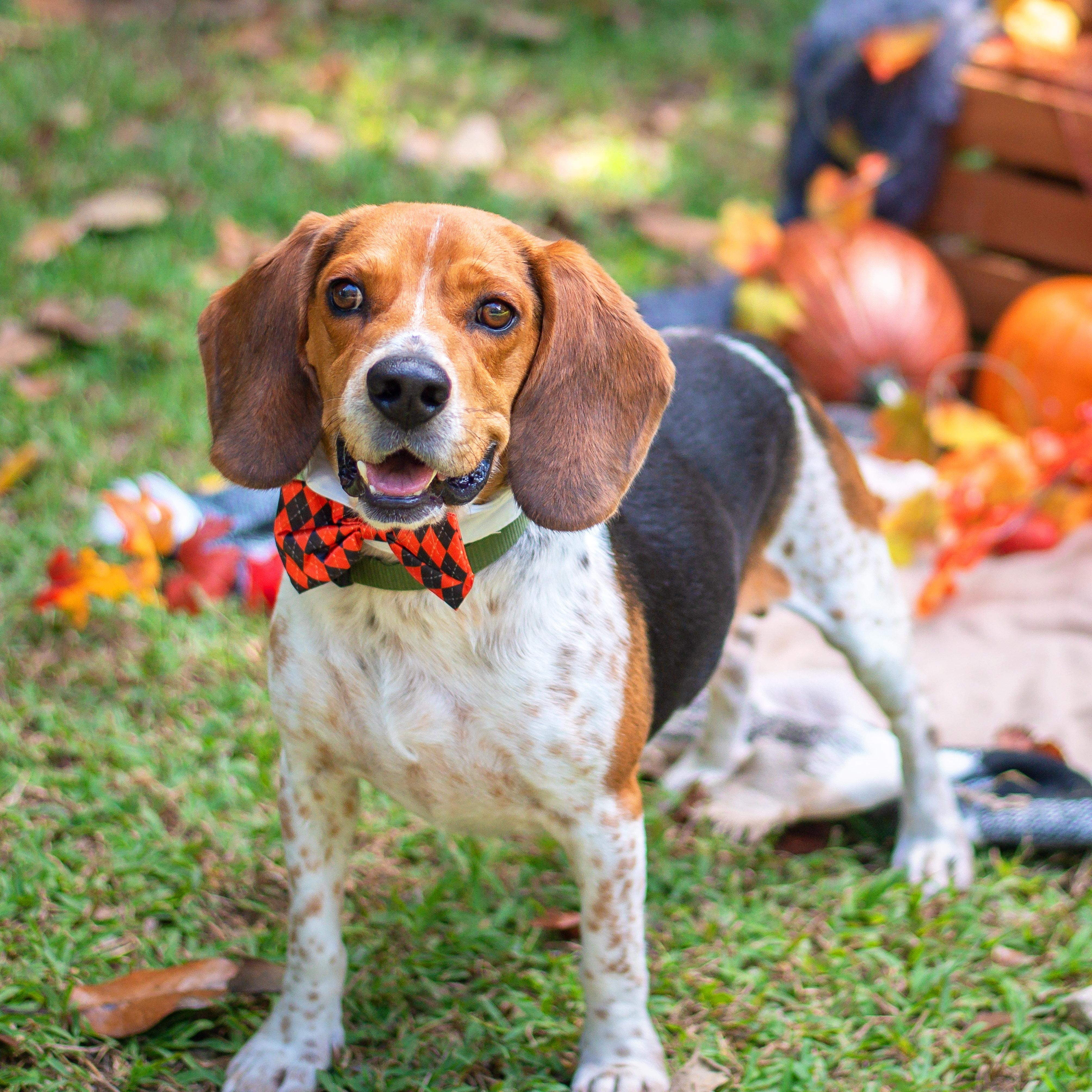 Buster, a Adoptable Beagle in Baton Rouge, LA image 1/2