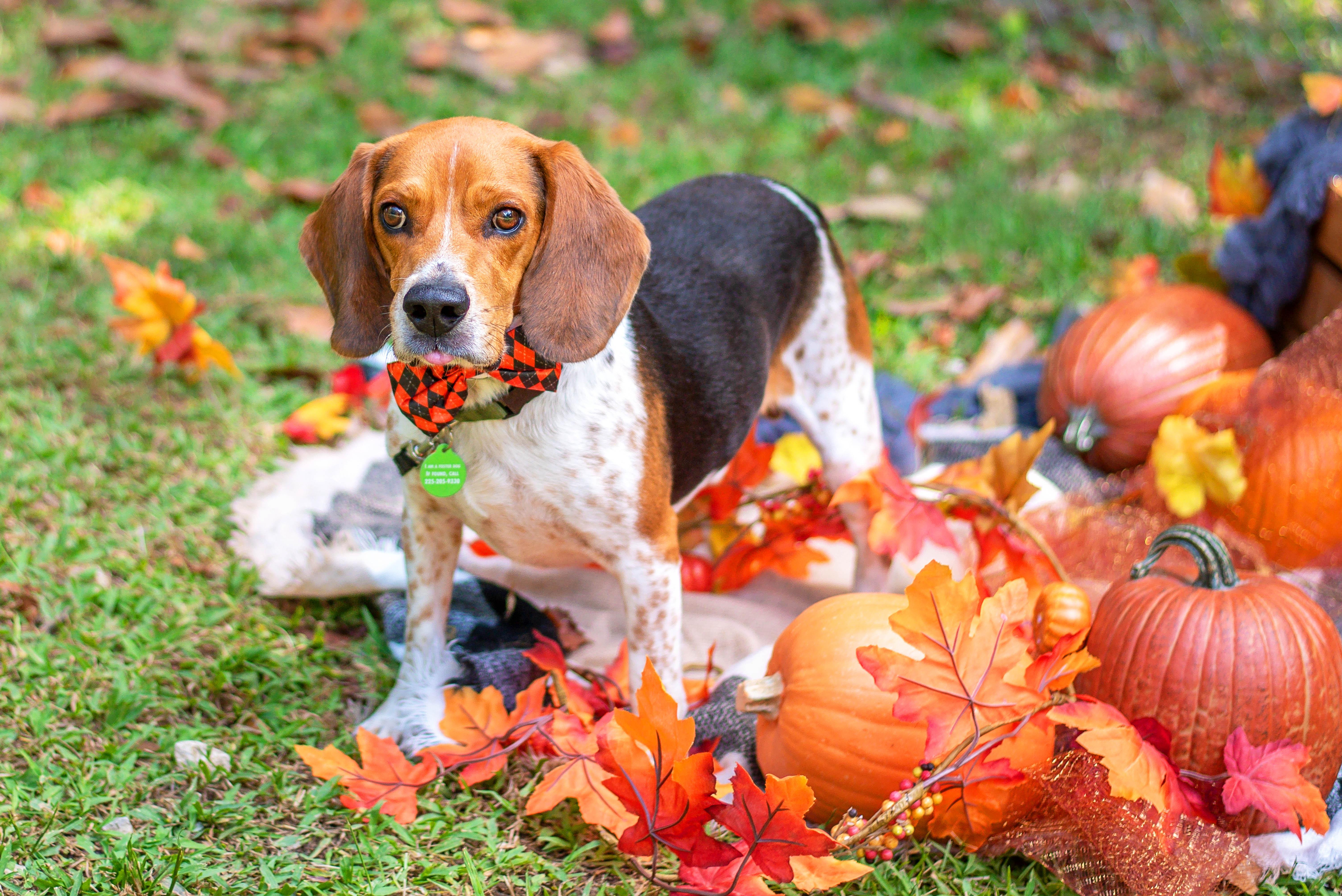 Buster, a Adoptable Beagle in Baton Rouge, LA image 2/2