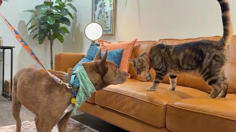 Layla the Dog Lovin Doll — thumbnail 3