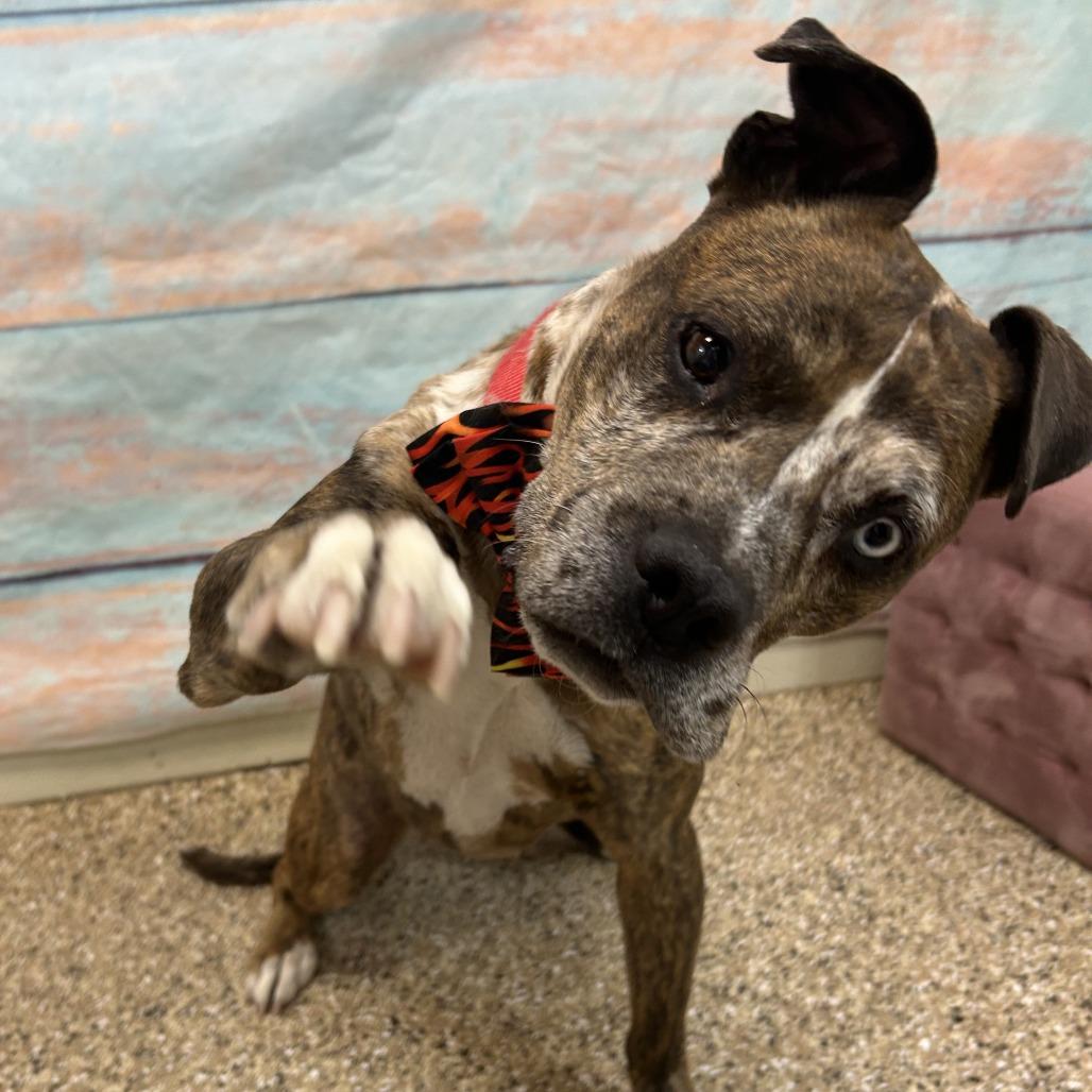 Max, Adoptable, Senior Male Mixed Breed.