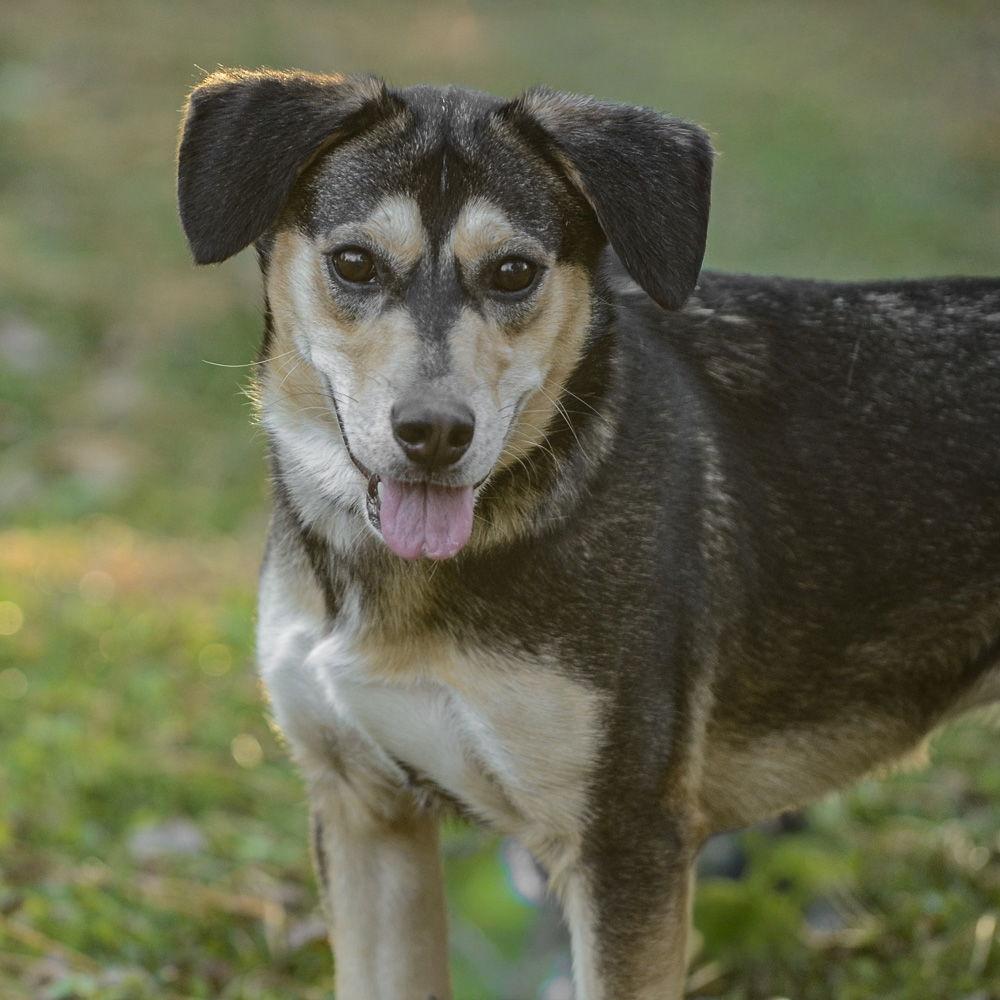 Nala, Adoptable, Adult Female Hound & Shepherd.