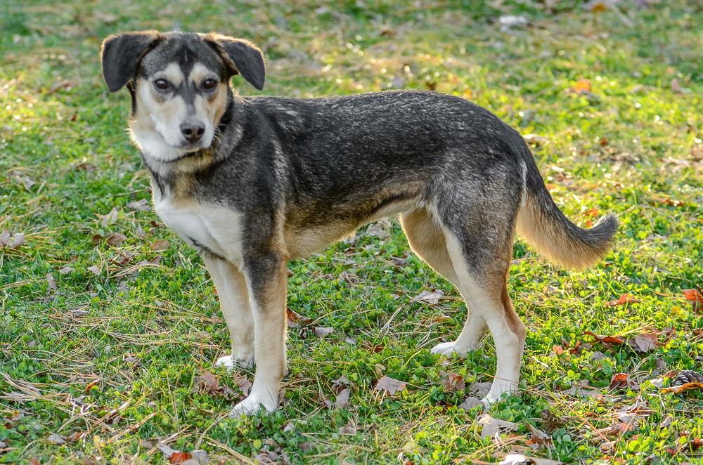 Enlarge Nala, a Adoptable mixed breed in Brick, NJ image 2/3