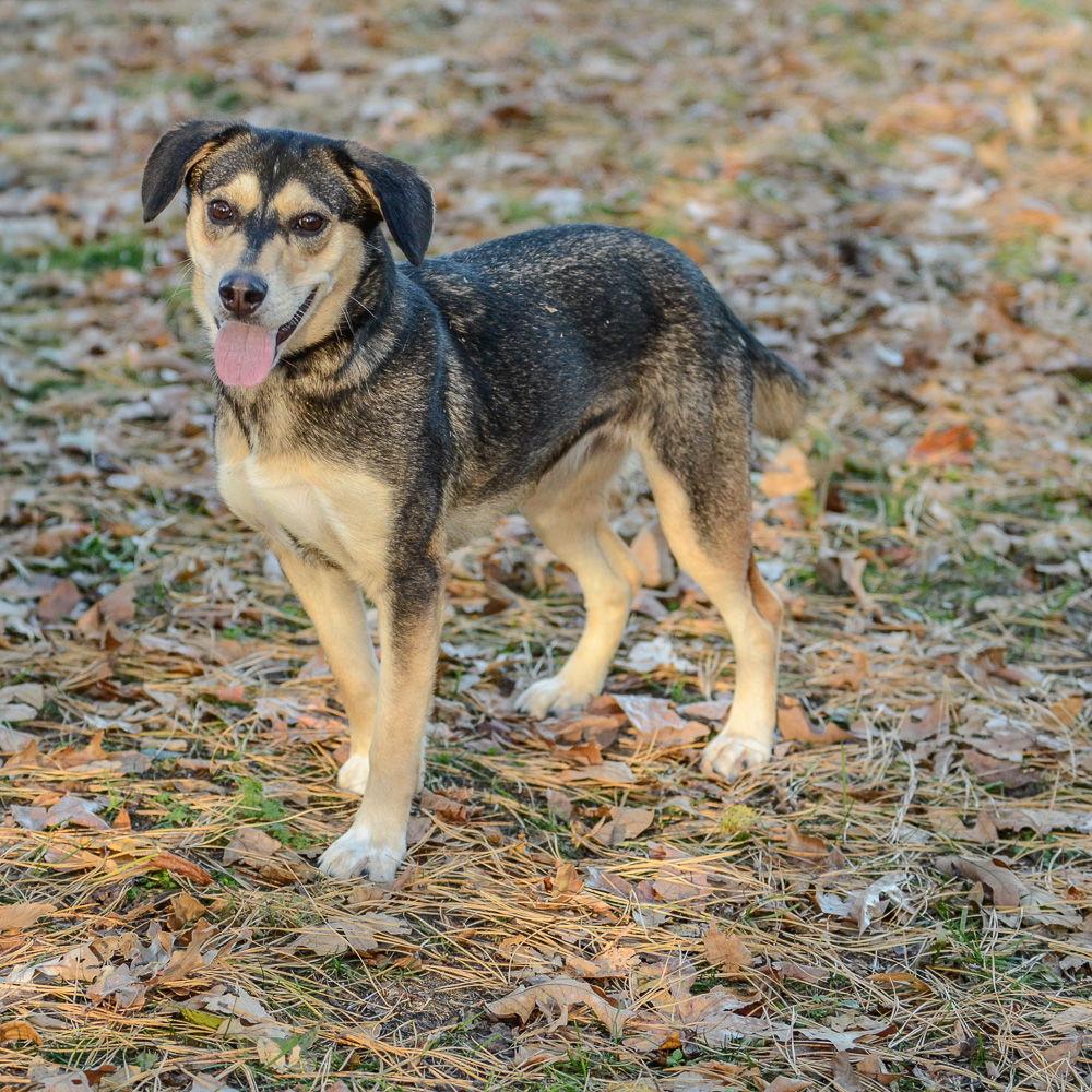 Enlarge Nala, a Adoptable mixed breed in Brick, NJ image 3/3