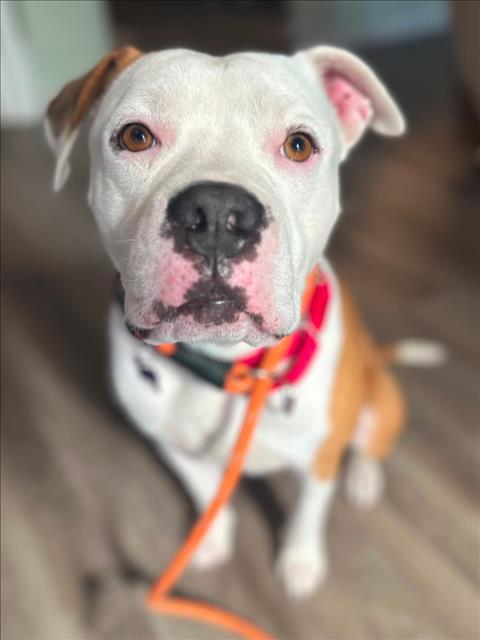 *GUNNER, Adoptable, Adult Male Pit Bull Terrier.