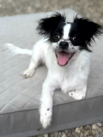 Enlarge Ringo, a ADOPTABLE mixed breed in Turners Falls, MA image 2/3