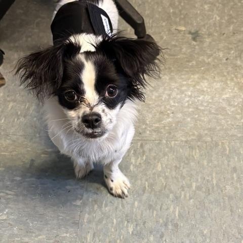 Ringo, ADOPTABLE, Puppy Male Papillon & Chihuahua.