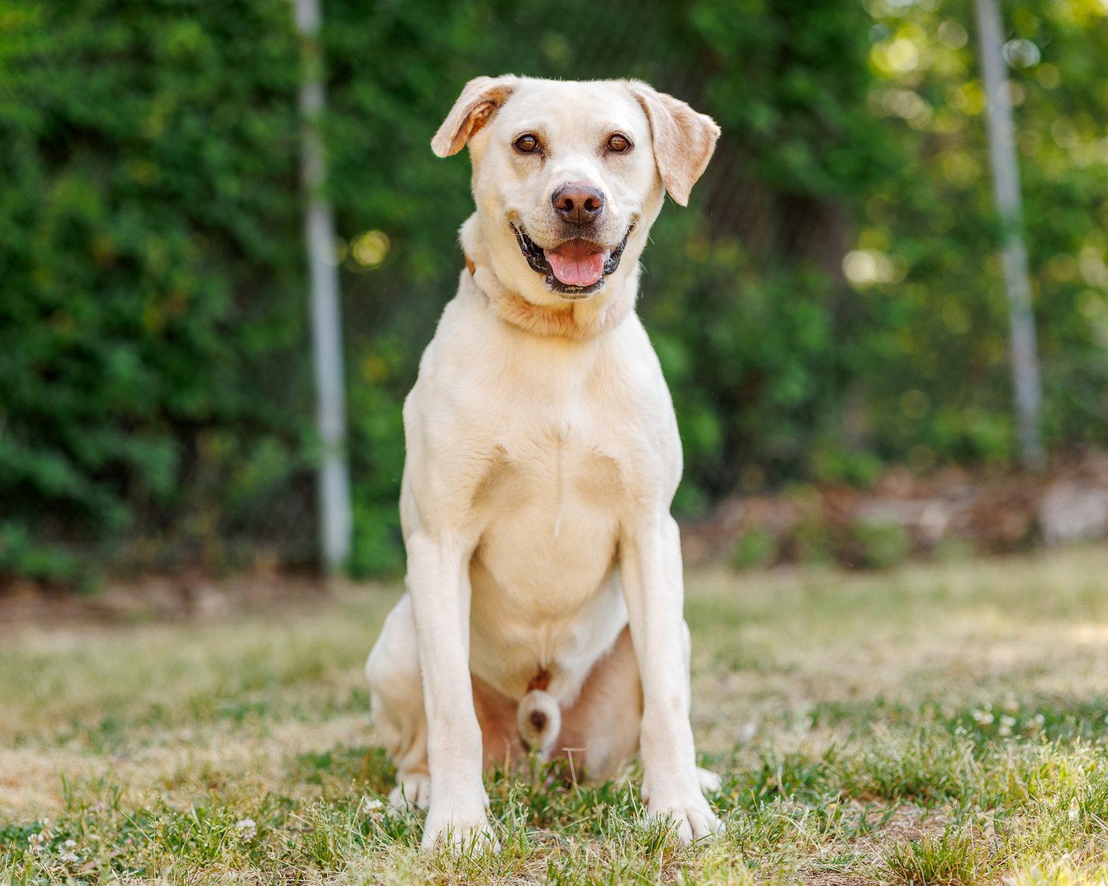 Arnold, Adoptable, Adult Male Mixed Breed.