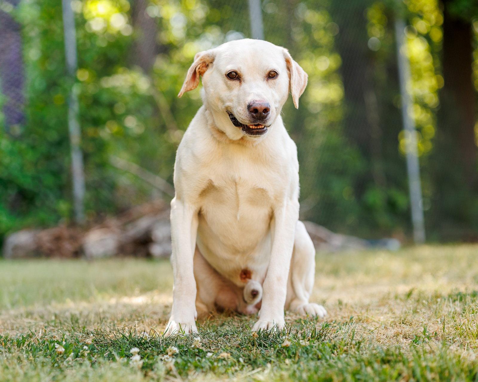 Arnold, a Adoptable Mixed Breed in Durham, NC image 2/2