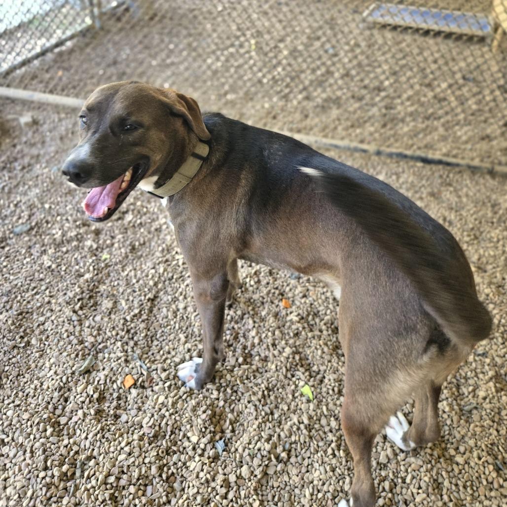 Brownie — thumbnail 2