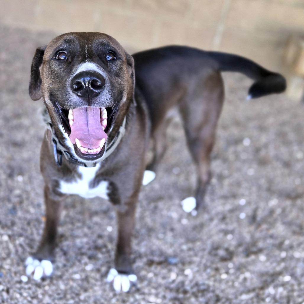 Brownie — thumbnail 3