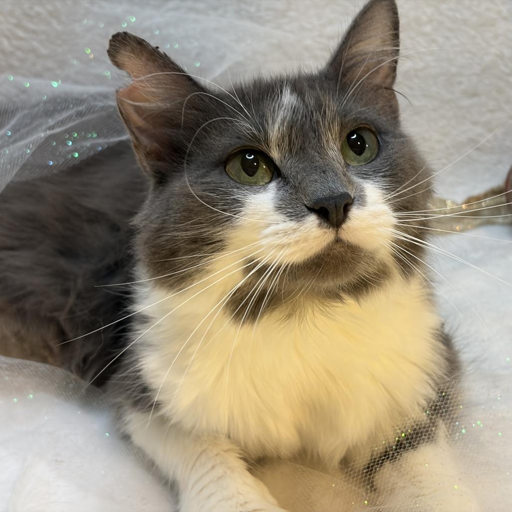 Lotti, Adoptable, Young Female Domestic Long Hair.