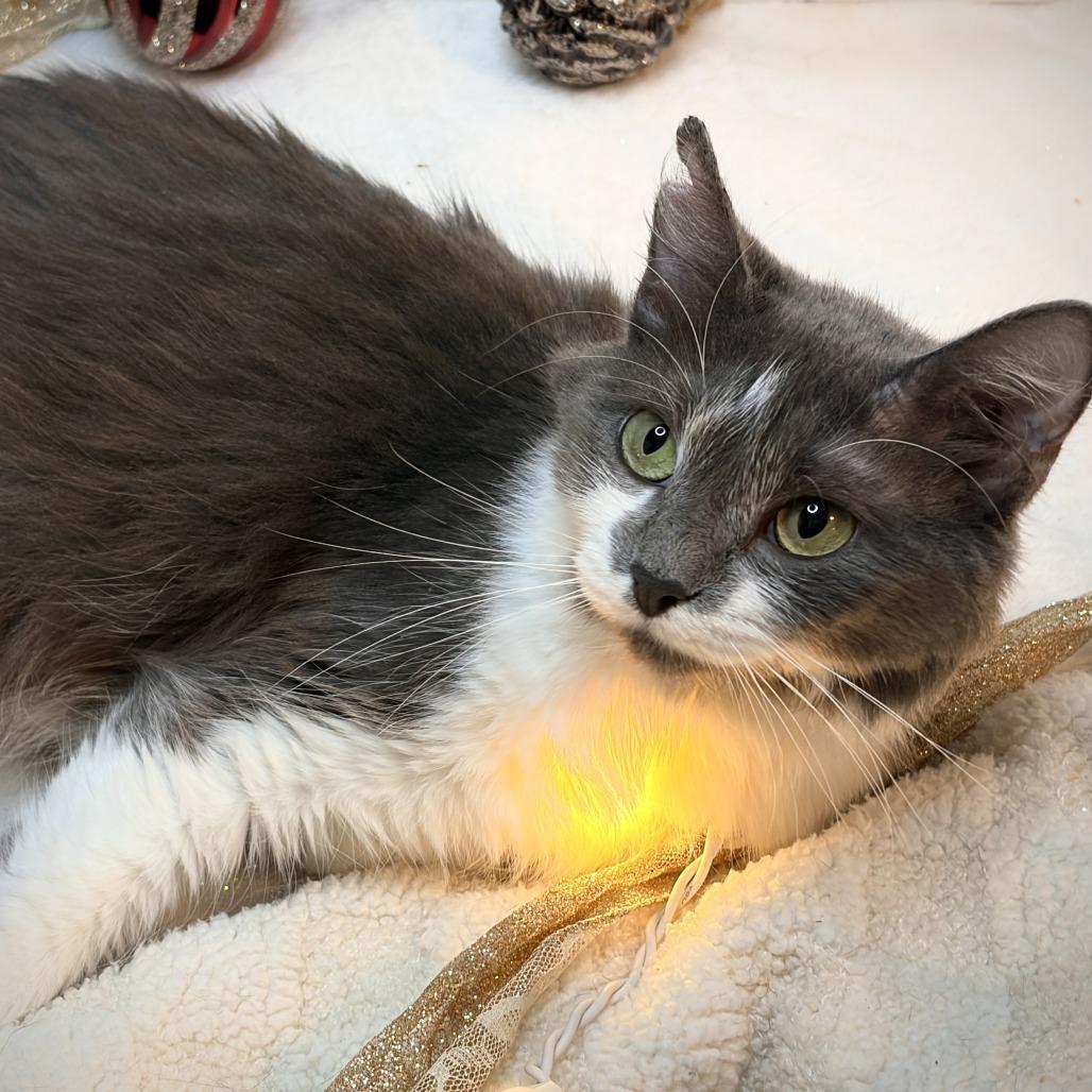 Lotti, a Adoptable Domestic Long Hair in Lucedale, MS image 2/6