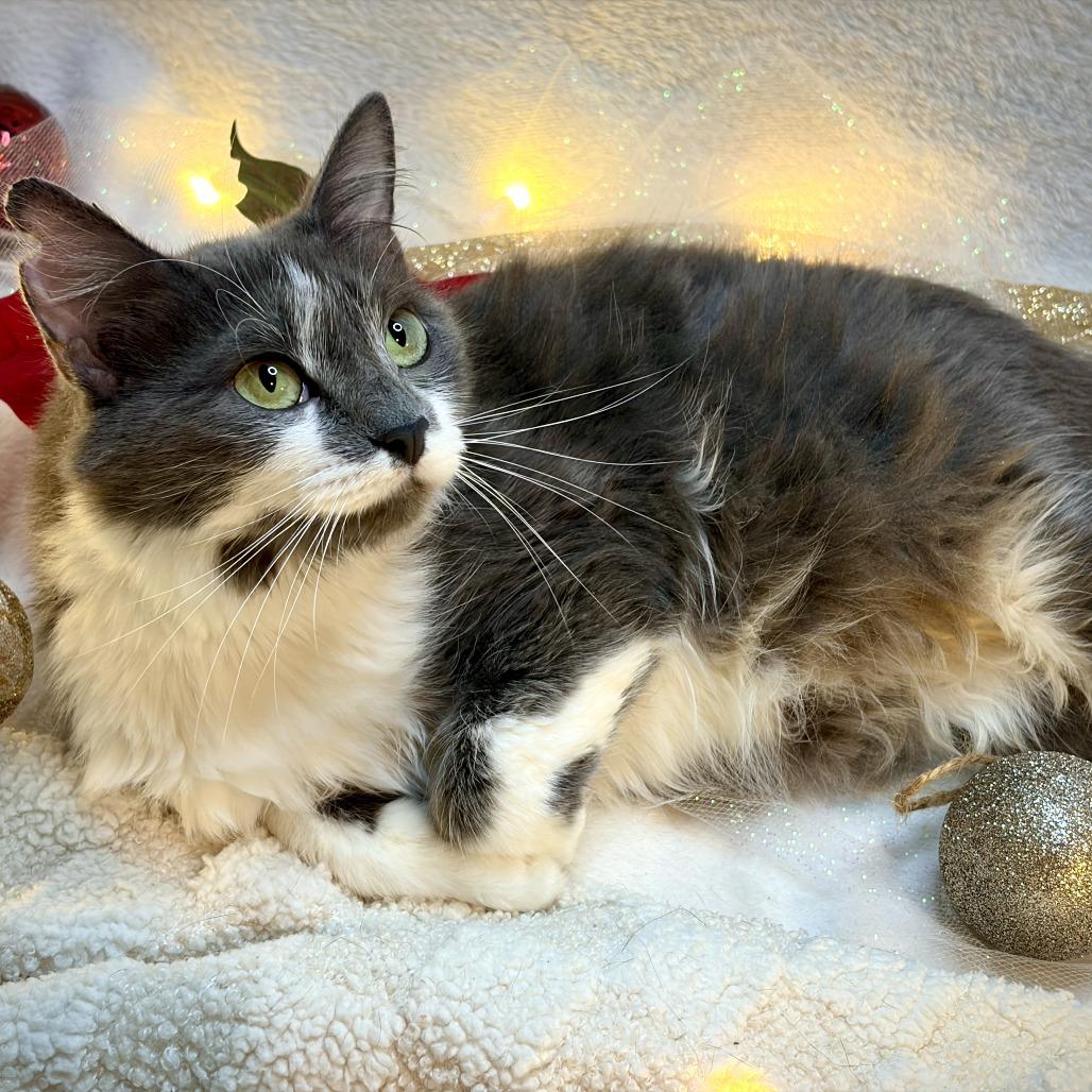 Lotti, a Adoptable Domestic Long Hair in Lucedale, MS image 3/6