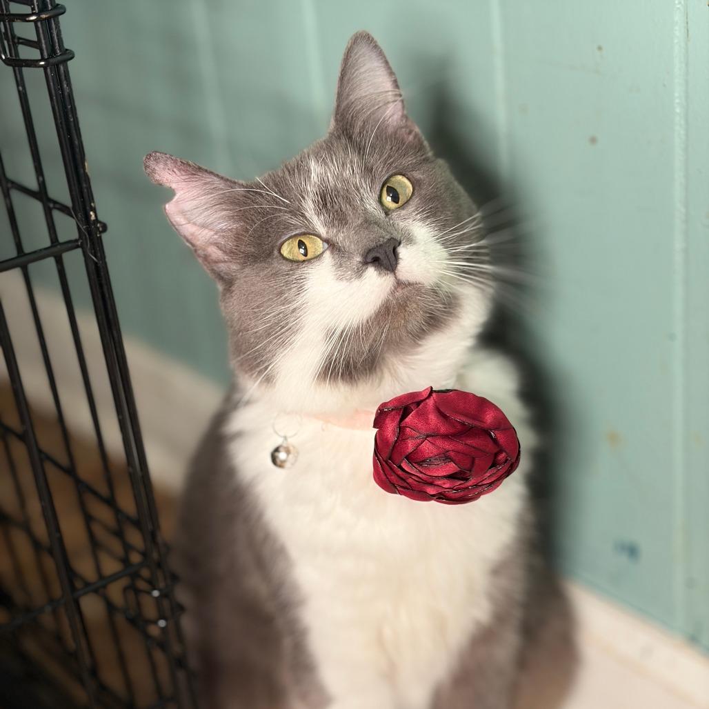 Lotti, a Adoptable Domestic Long Hair in Lucedale, MS image 4/6