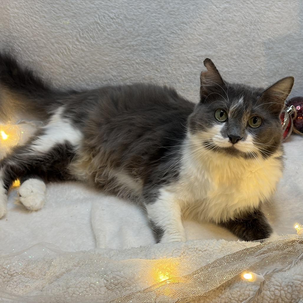 Lotti, a Adoptable Domestic Long Hair in Lucedale, MS image 6/6
