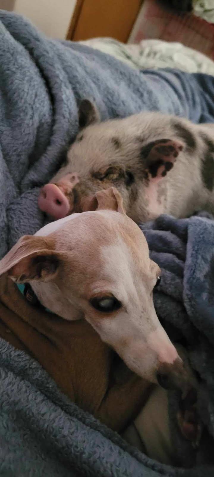 Mayson - Fostering in Louisiana, Adoptable, Senior Male Italian Greyhound.