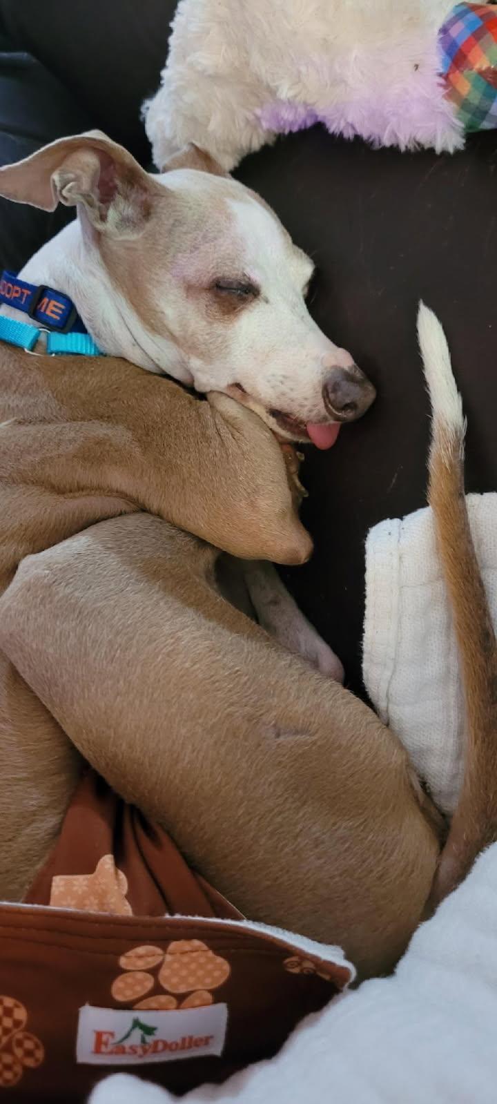 Enlarge Mayson - Fostering in Louisiana, a Adoptable Italian Greyhound in New Orleans, LA image 2/3