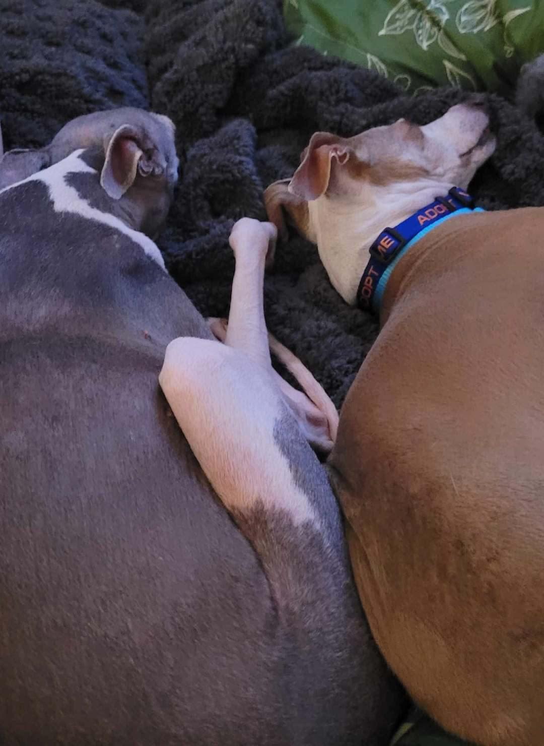 Enlarge Mayson - Fostering in Louisiana, a Adoptable Italian Greyhound in New Orleans, LA image 3/3