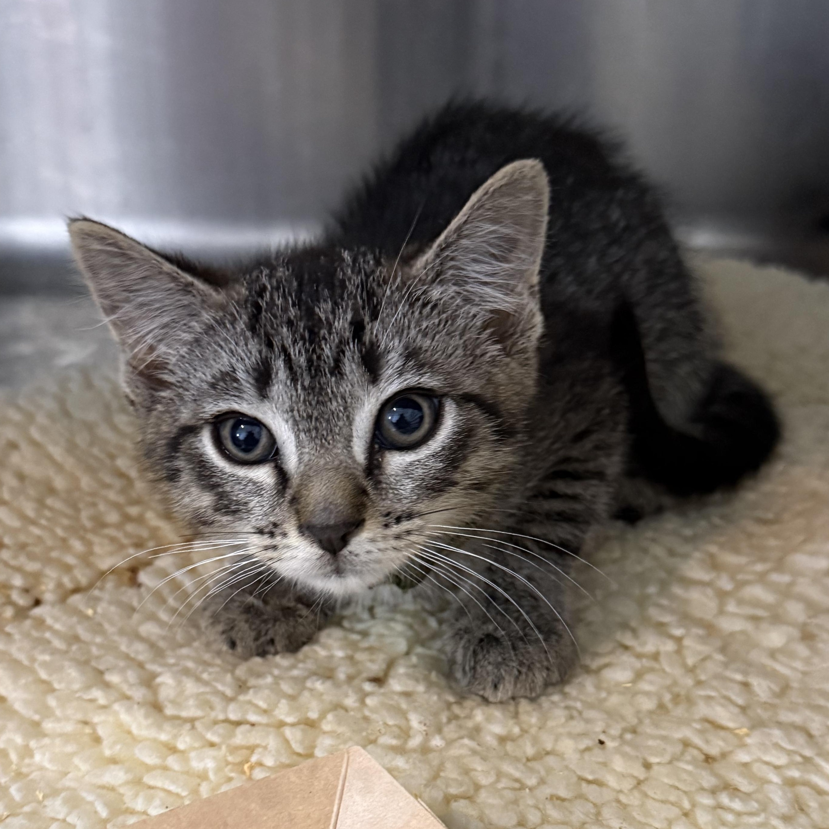 Enlarge Valentino, a Adoptable Domestic Short Hair in Parkland, FL image 1/1