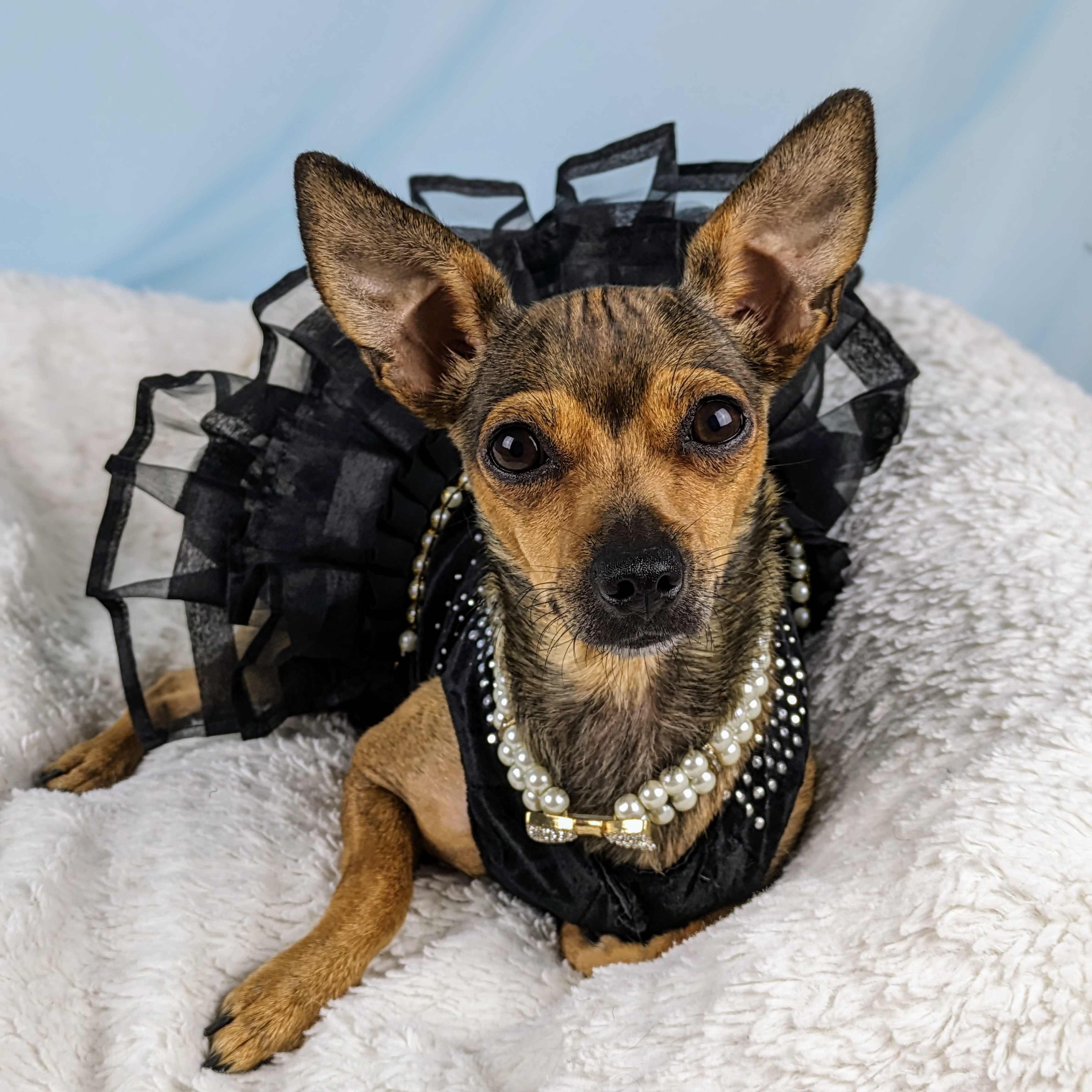 Enlarge Tessa, a Adopted Chihuahua in Round Rock, TX image 2/5