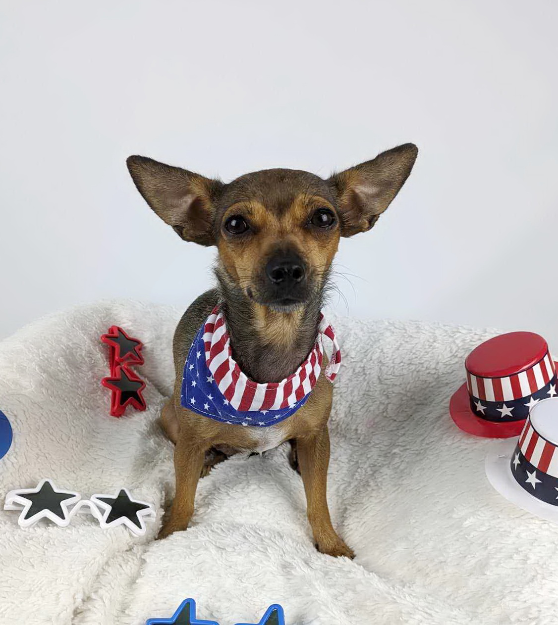 Enlarge Tessa, a Adopted Chihuahua in Round Rock, TX image 3/5