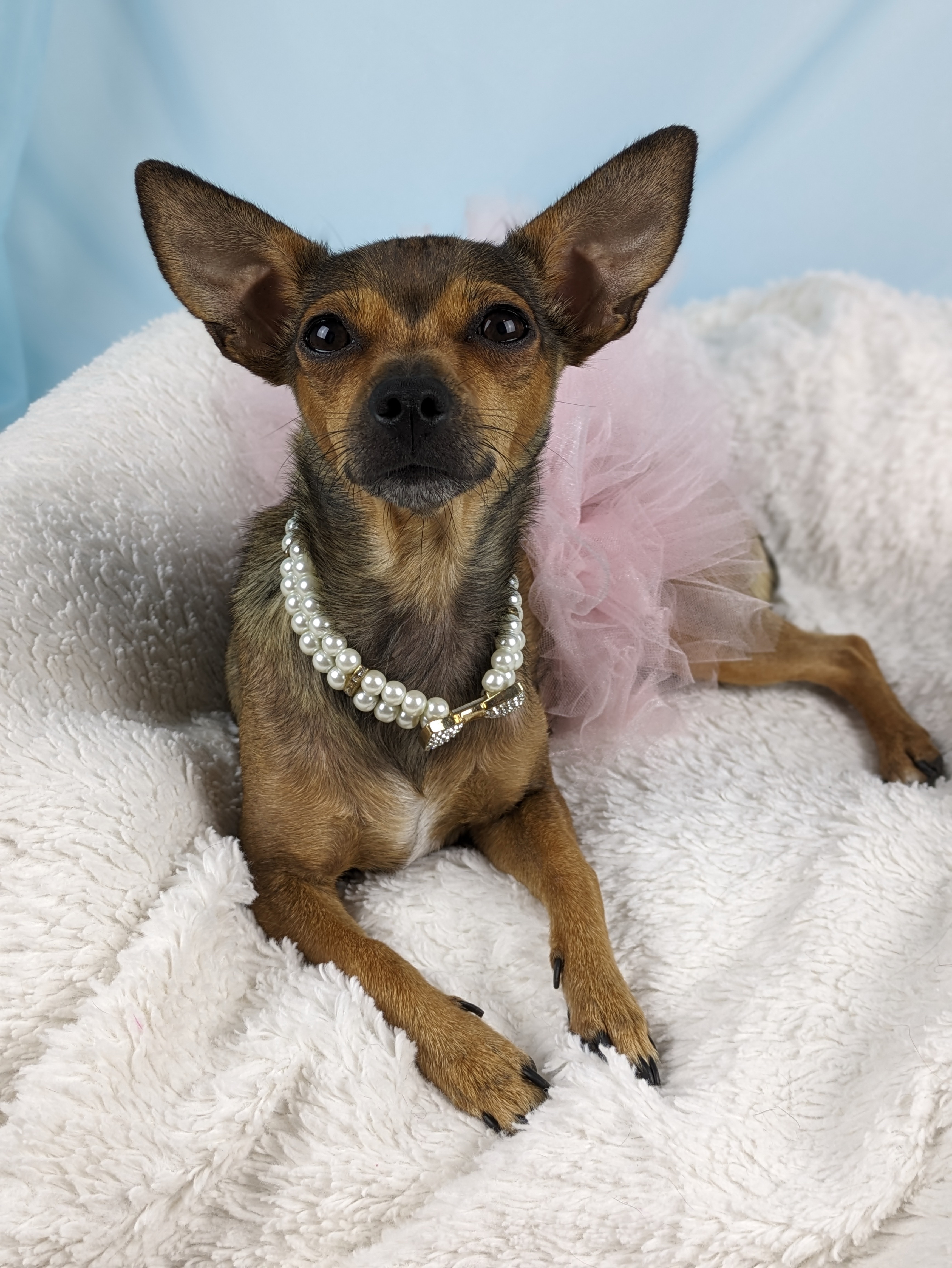 Enlarge Tessa, a Adopted Chihuahua in Round Rock, TX image 1/5