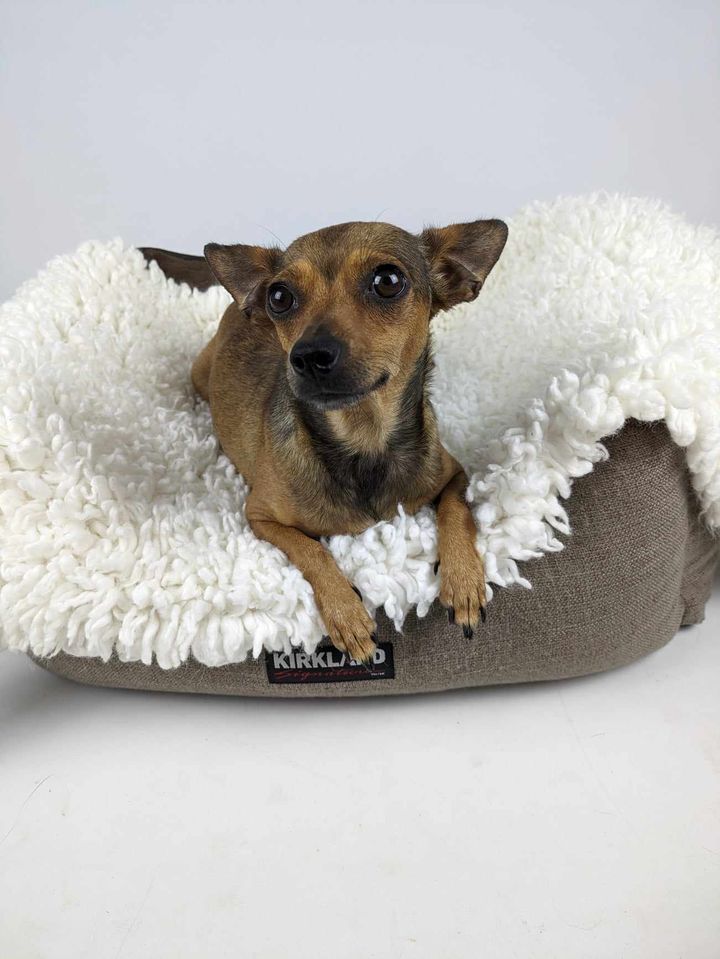 Enlarge Tessa, a Adopted Chihuahua in Round Rock, TX image 4/5